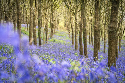 Sustainable bluebell walk Henley