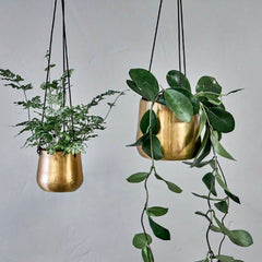 Green plants in gold hanging pots against grey background