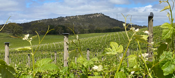 shining-rock-vineyard-nairne-berrigan.jpg