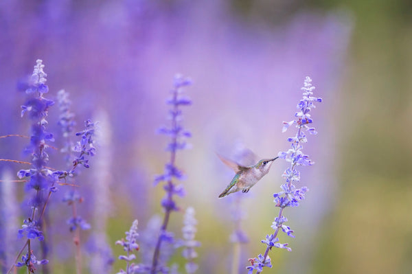 Lavender Flowers