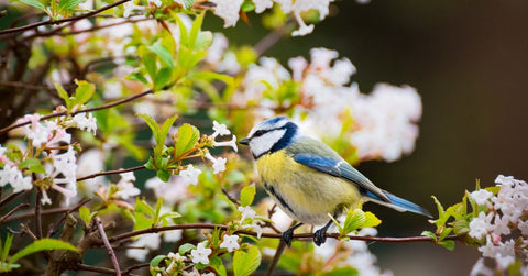 blue tit on spring sprig