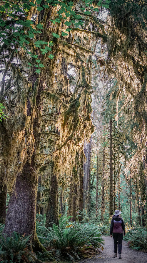 hiker in the Hoh rainforest