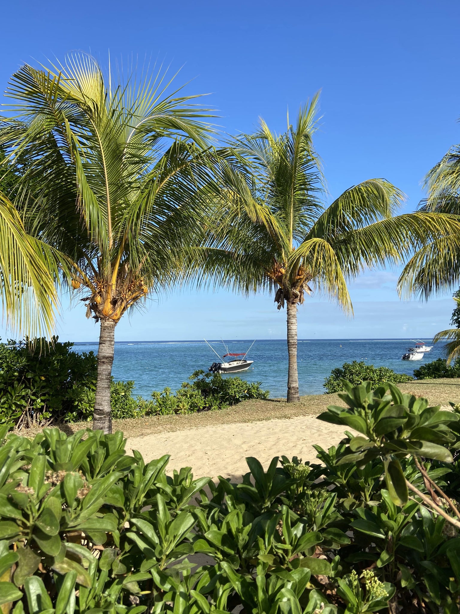 Palm trees, blue sky, beach sand and sea in Mauritius 