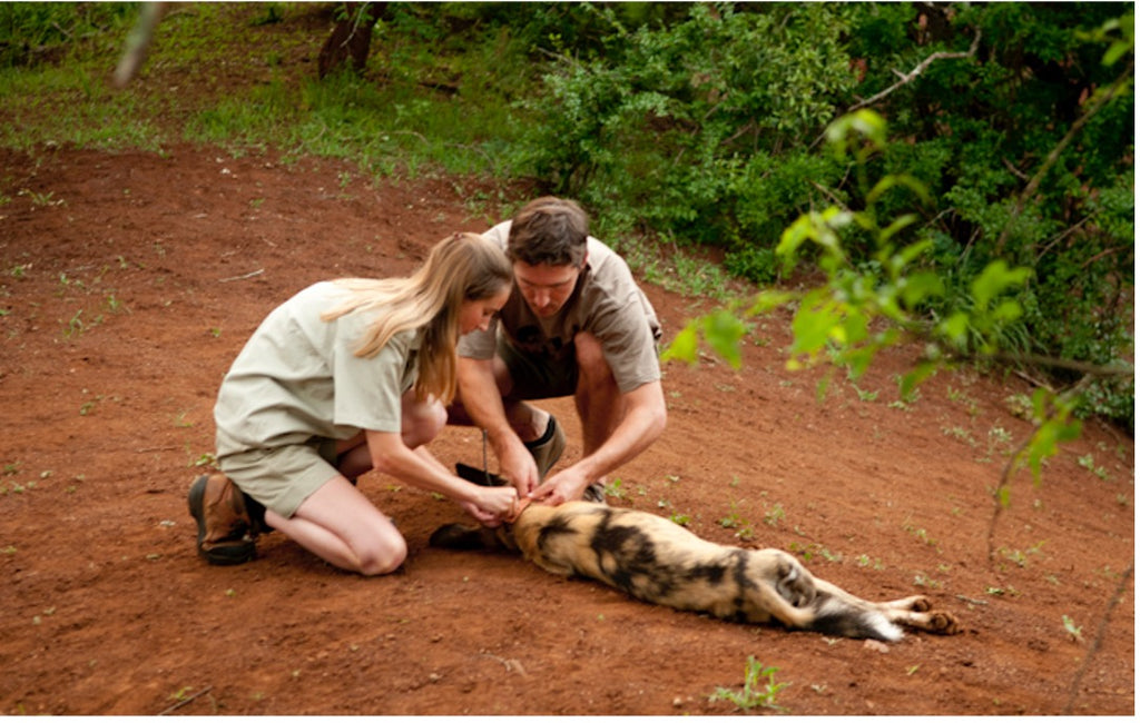 Endangered wild dog being collared by conservation volunteers in South Africa’s Zululand region.