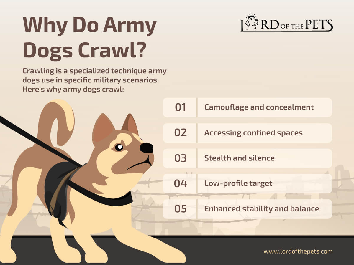 Why do army dogs crawl