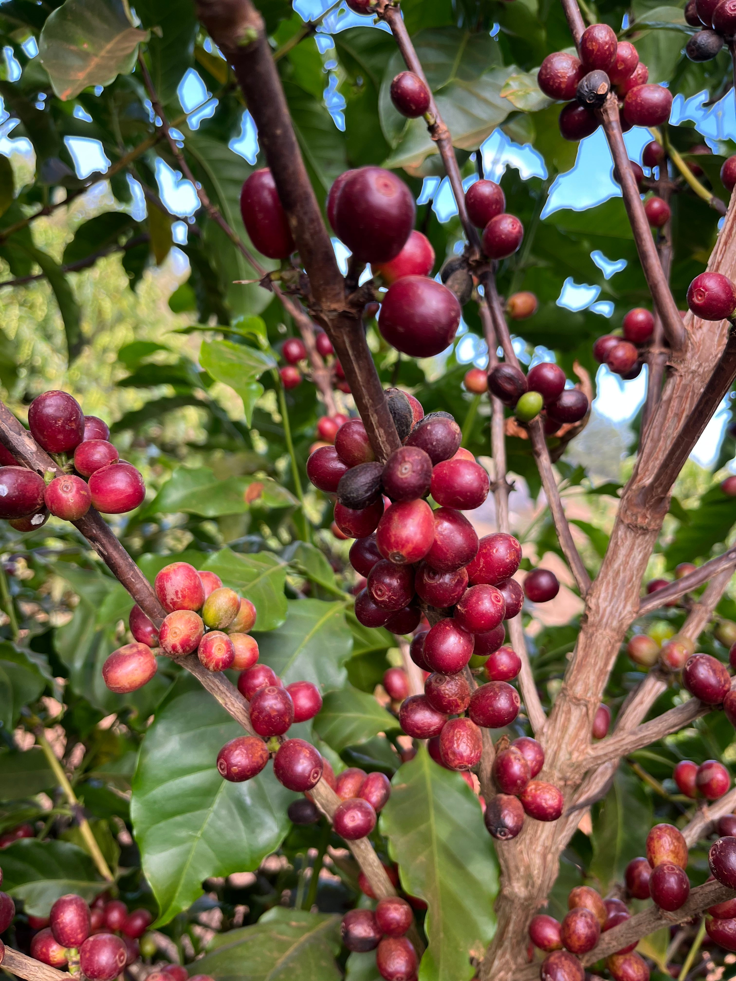 Red cherries.JPG__PID:d66e4d3c-e281-4b1b-9575-a124c165c813