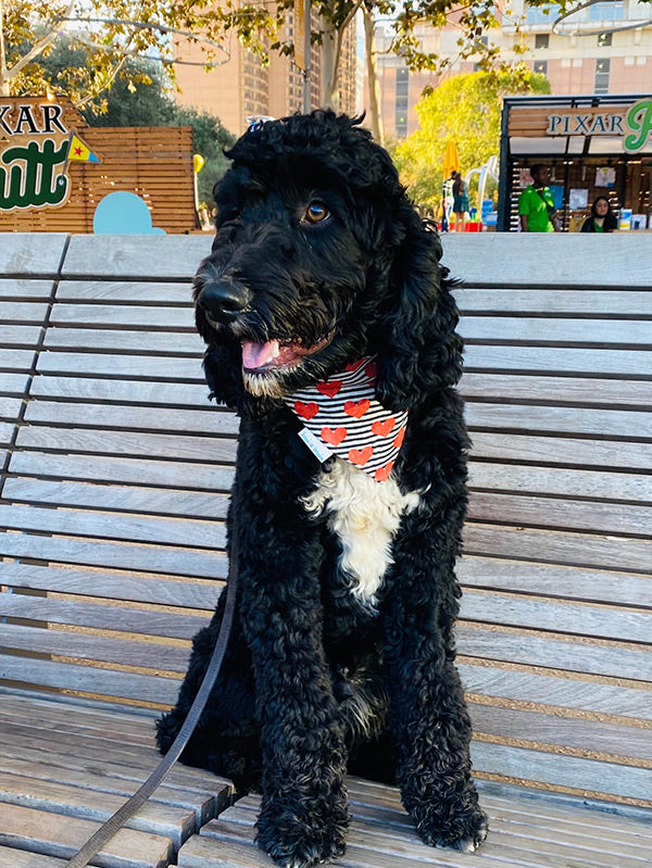 Valentines Dog Bandana