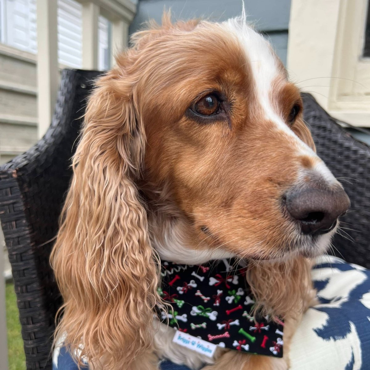 Clemson/louisville Pet Bandanas 