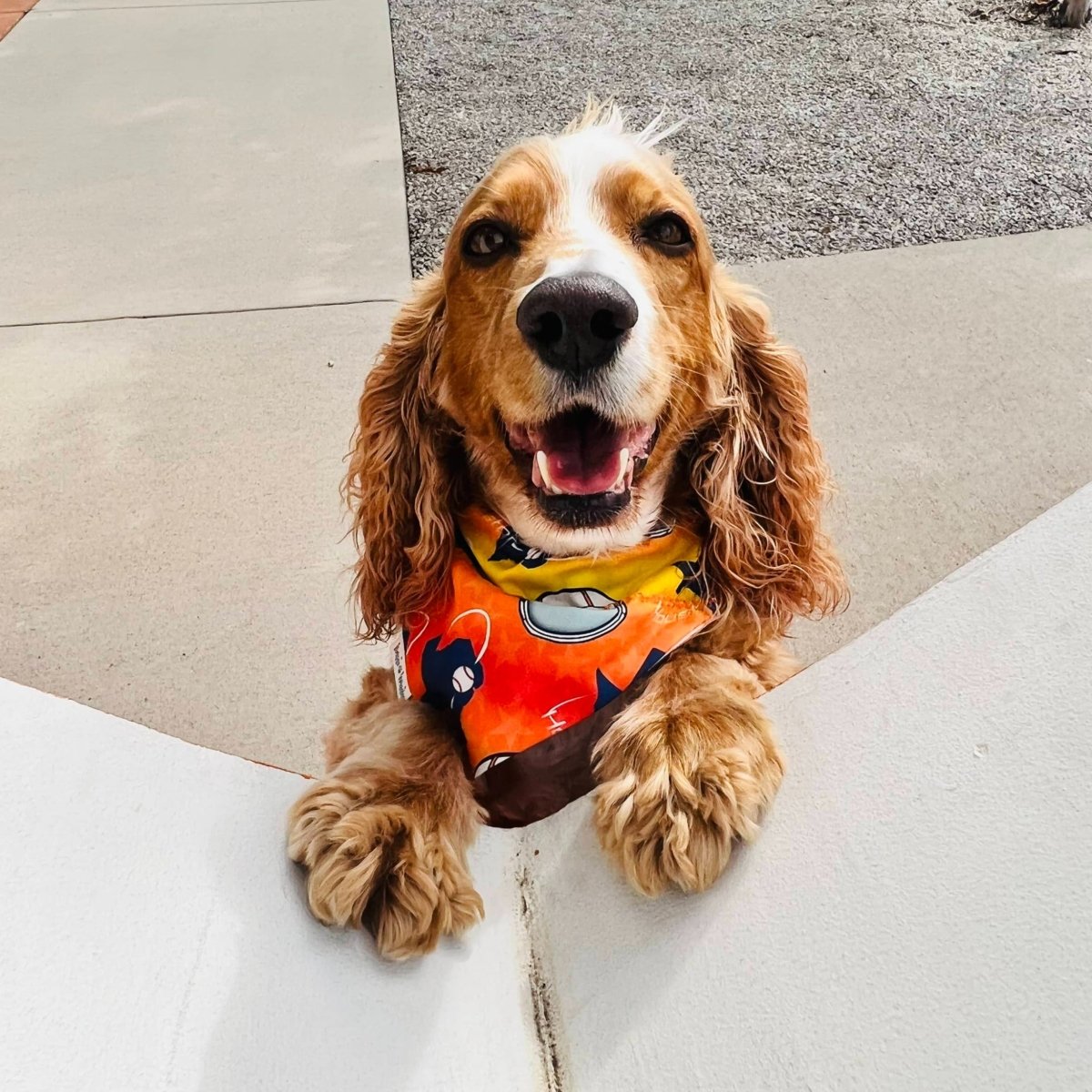 City Paw Bandanas