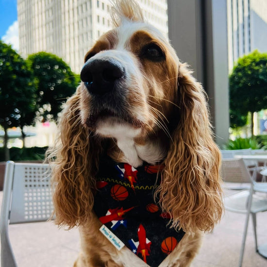 Chicago Cubs Over Collar Dog Bandana Baseball Pet Scarf 