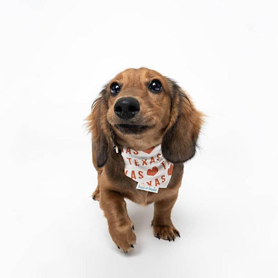 Hook'em Horns Dog Bandana