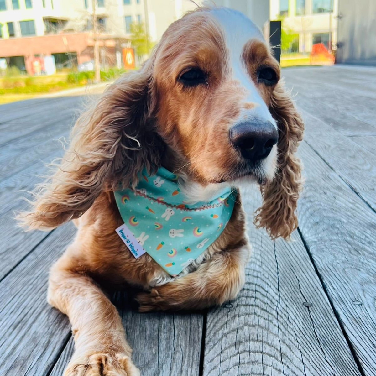 Clemson/louisville Pet Bandanas 