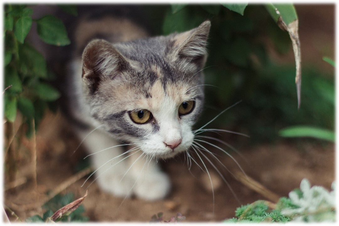 Accessoires pour chat : Équipements de qualité pour le bien-être de votre  félin