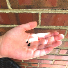 Child's hand with seeds