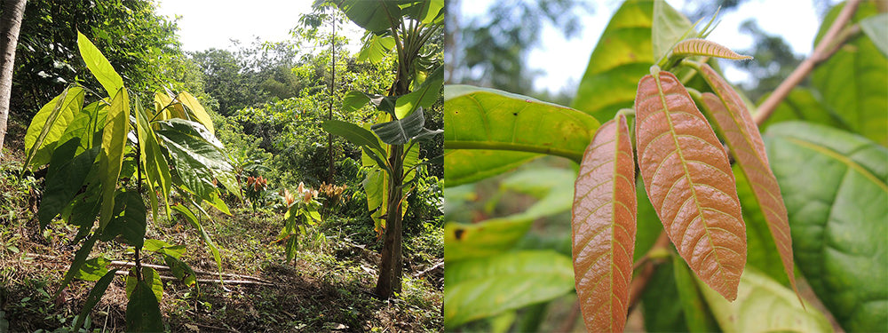 Kakaopflanzen aus dem Piloten, der im November 2020 gestartet ist