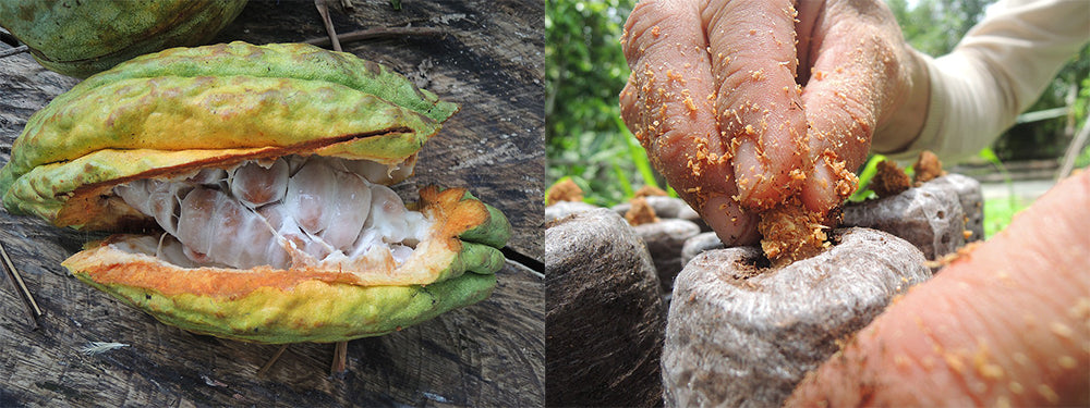 Kakaofrucht mit Samen - Juan Pablo pflanzt Kakaobohnen