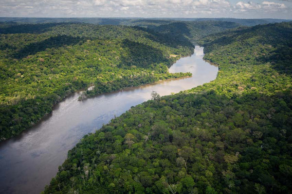 Projekt Jari Para in Brasilien zur Wiederaufforstung