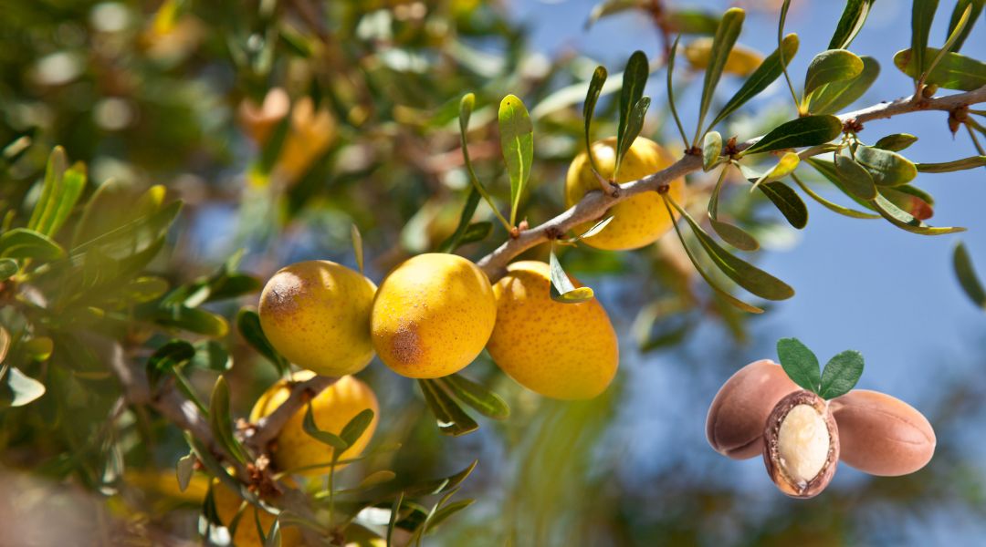 Argania Spinosa - Argán Aceite Vegetal Natural y Puro de Semillas - Para que Sirve - Usos - Beneficios - Propiedades