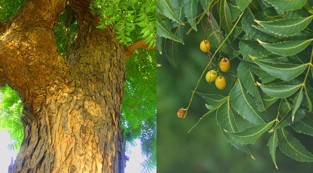 Azadirachta Indica - Árbol & Frutas Neem - Aceite vegetal Natural de Semillas Puro - para que Sirve - Usos - Beneficios - Propiedades