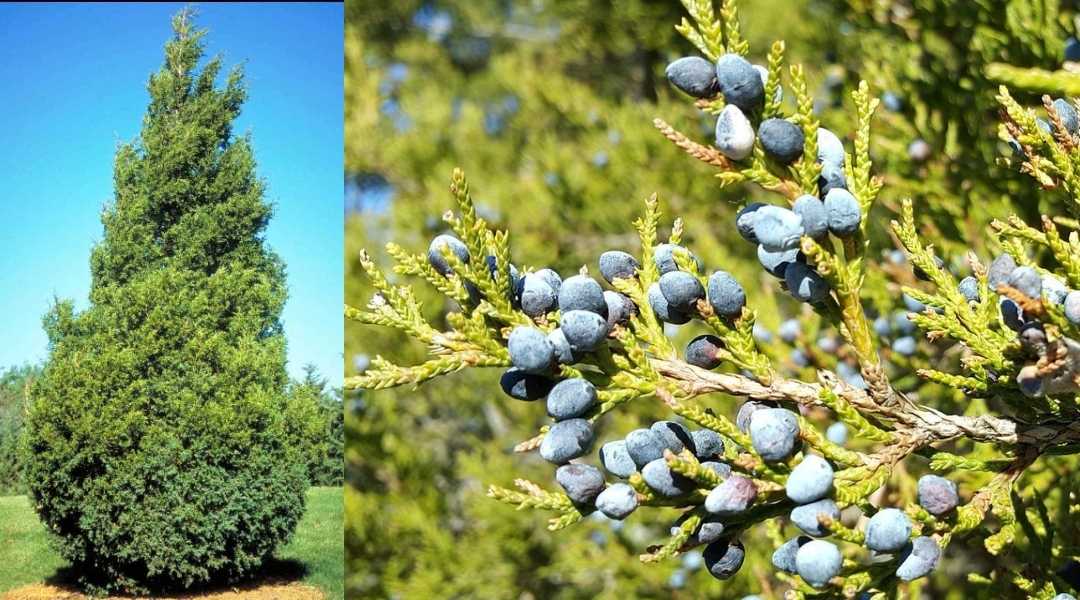 Cedro de Virginia (Cedarwood) - Juniperus Virginiana