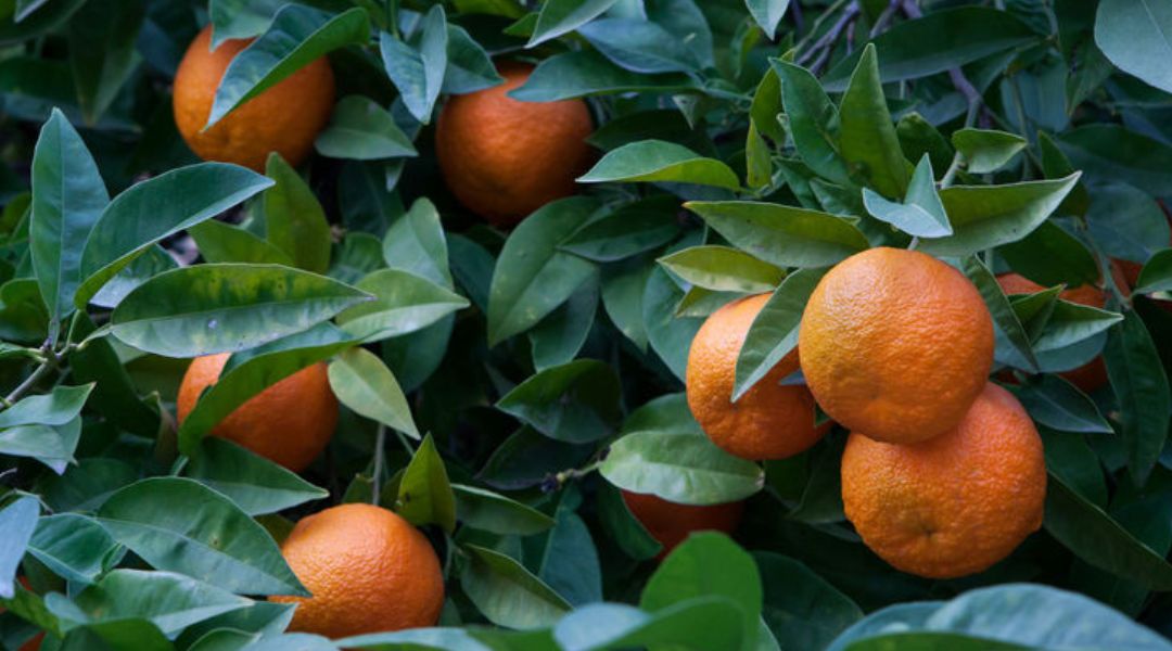Citrus Aurantium var. Amara - Naranjo amargo - Petitgrain Aceite Esencial - beneficios - propiedades - usos - para que sirve