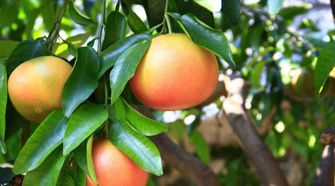 Citrus Paradisi, Pink Grapefruit - Aceite esencial de Pomelo Puro y Natural - Para que sirve - Usos - Beneficios - Propiedades