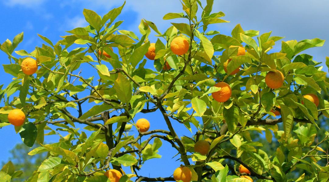 Citrus Reticulata VS Citrus Nobilis - Diferencias - Aceite esencial de Mandarina / Tangerina - como usar - para que sirve - beneficios - propiedades