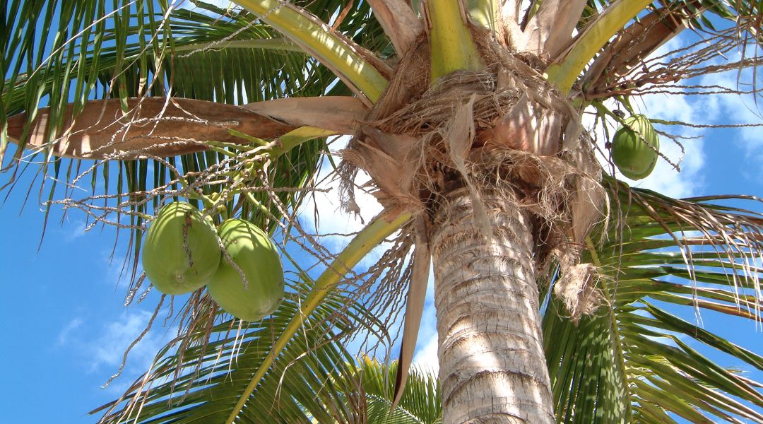 Coco nucifera - España - Aceite natural de Coco Puro Vegetal - para que sirve - usos - beneficios - propiedades