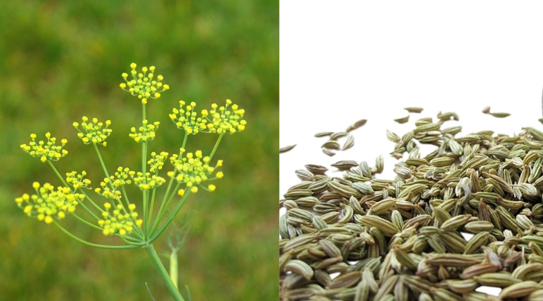 Foeniculum vulgare var. dulce - Hinojo Flor & Semillas - Aceite esencial de Hinojo Propiedades - Beneficios - Para que sirve - como se usa