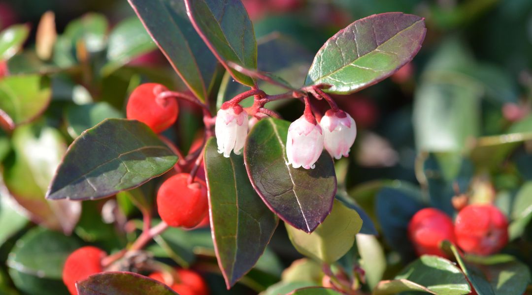 Gaultheria procumbens -Wintergreen Oil - Gaulteria Aceite Esencial Puro Natural - Propiedades - Beneficios - Usos - Para que sirve - donde comprar barato - cerca de mi