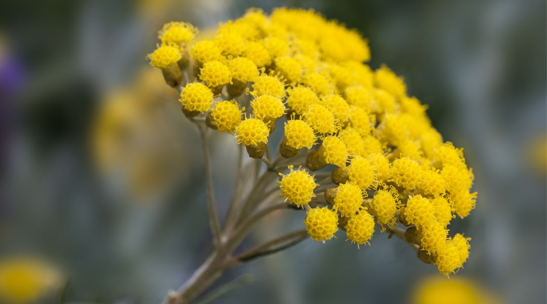 Helichrysum Italicum - flor - Aceite esencial Eterno - Flor eterna - Everlasting Essential Oil - Aceite esencial de Immortelle - Immortelle Essential Oil - Aceite esencial Helichrysum Puro Natural - Propiedades - beneficios - Usos - para que Sirve - donde comprar cerca de mi - barato