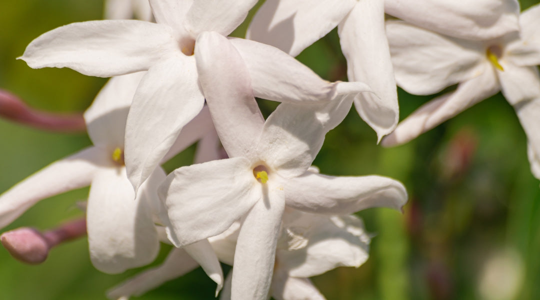 Jasminum Officinale - Aceite esencial de Jazmín - usos - para que sirve - beneficios - propiedades