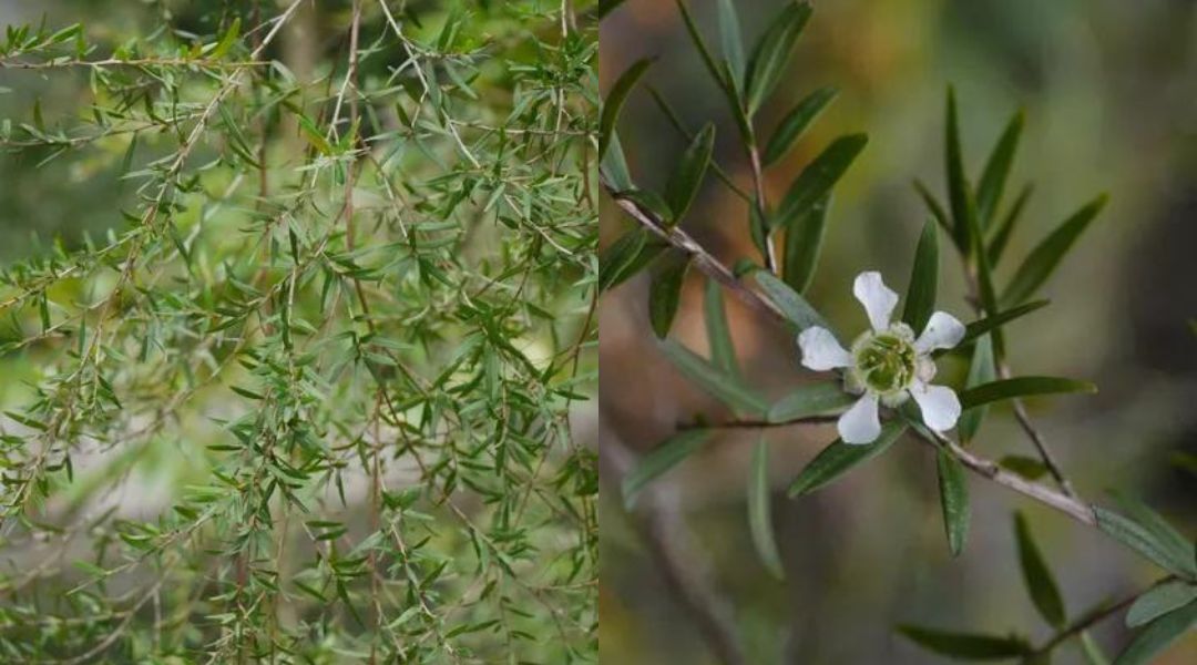 Leptospermum Petersonii - Limón Árbol de té Aceite Esencial PURO y NATURAL - propiedades - beneficios - usos - para que sirve - donde comprar barato - cerca de mi