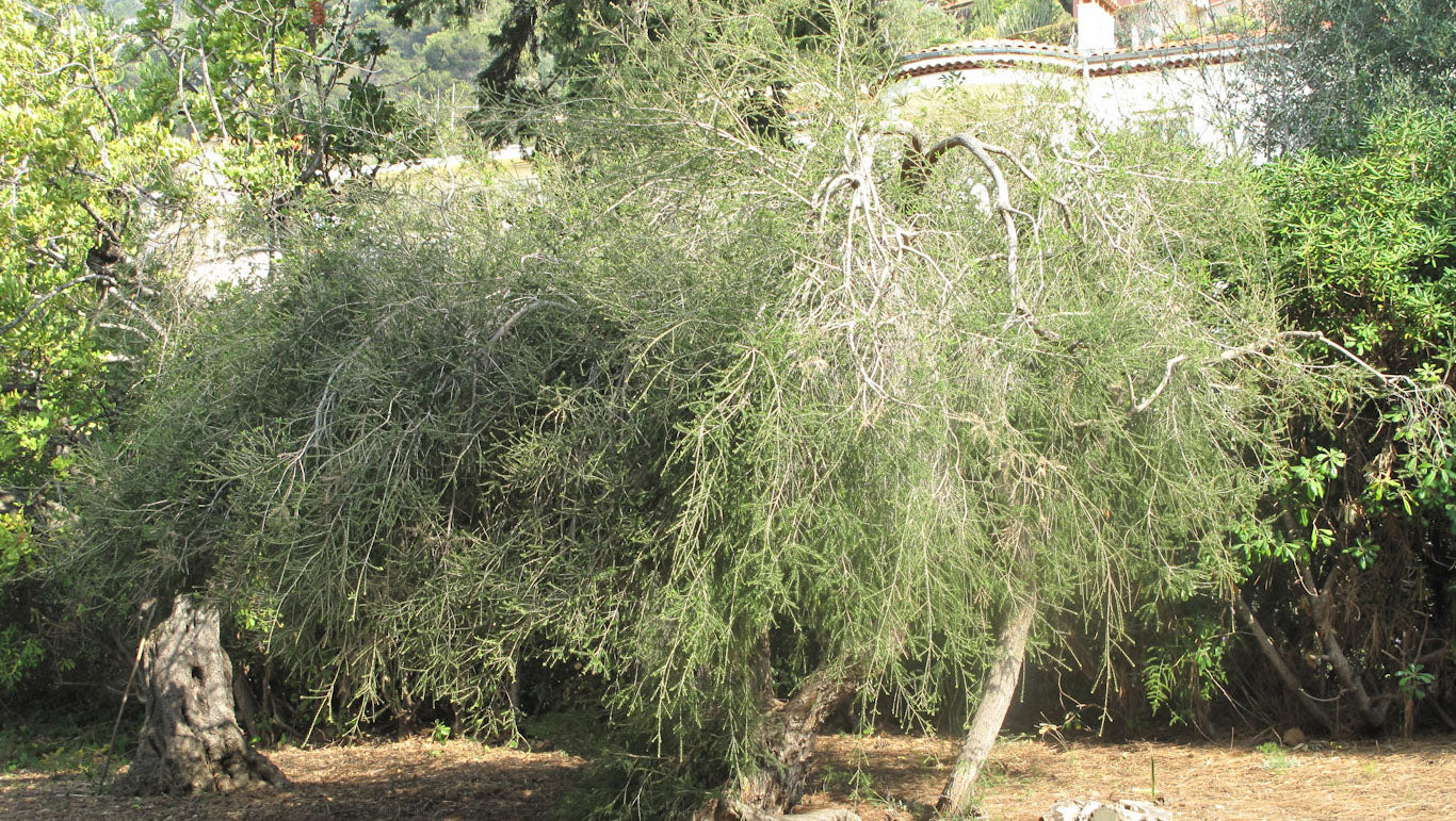 Melaleuca alternifolia - Tea Tree Aceite Esencial Puro y Natural - Beneficios, Propiedades y para que Sirve