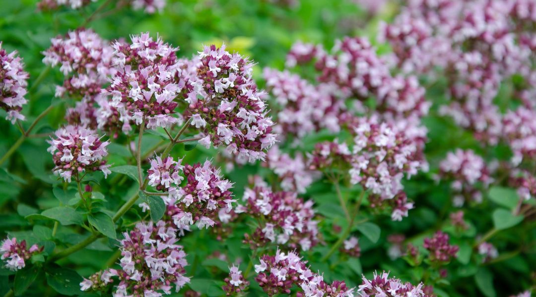 Origanum vulgare hojas y flores de Orégano Aceite Esencial - para que sirve - usos - propiedades - beneficios