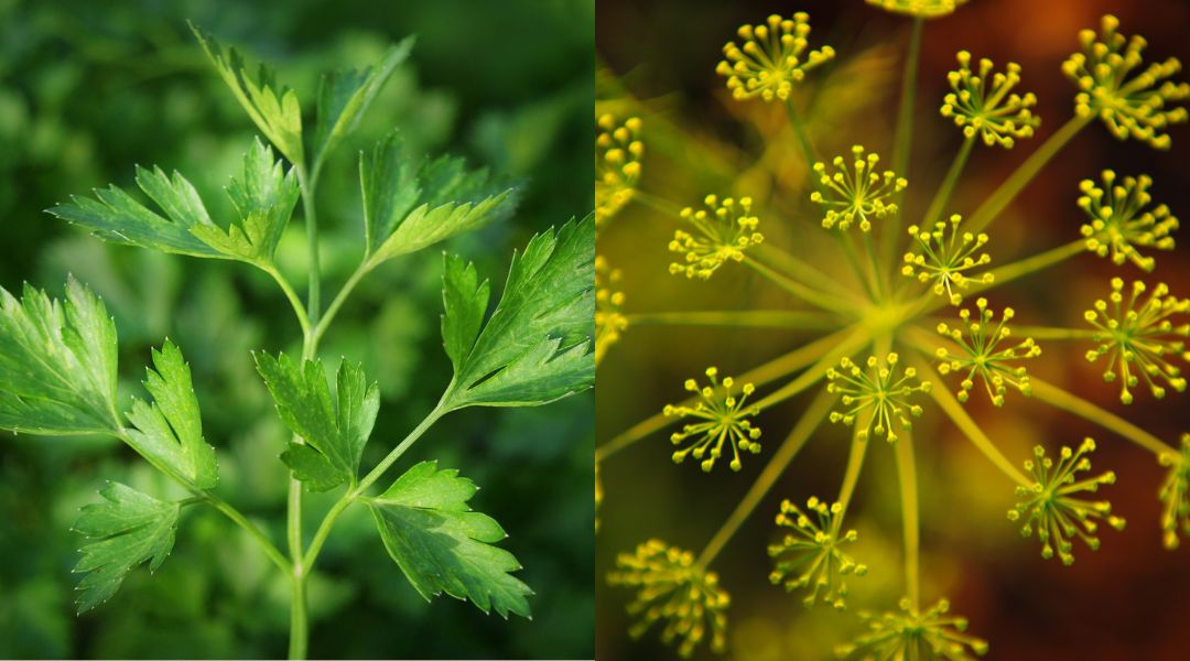 Petroselinum crispum - leaves and seeds Parsley Pure and Natural Essential Oil - properties - benefits - uses - what is it for