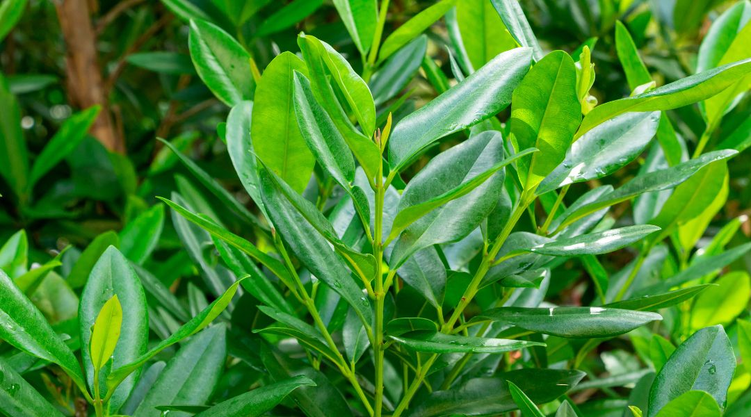 Pimenta Racemosa - Bay Leaves Pure Natural Essential Oil - Properties - Benefits - Uses - What is it for - Where to buy cheap - near me