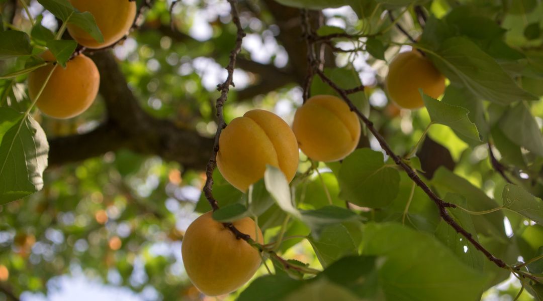 Prunus Armeniaca - Albaricoque Aceite de Semillas - Vegetal Natural y Puro - para que Sirve - Usos - Beneficios - Propiedades