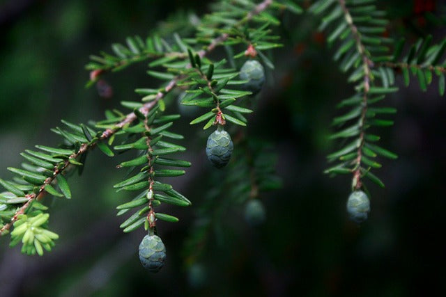 Agujas y Ramitas de Tsuga Canadensis - América del Norte - Estados Unidos - Aceite de Abeto - Picea