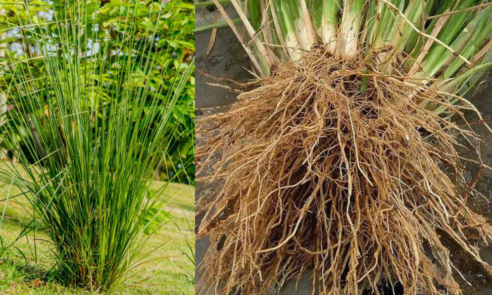 Vetiveria zizanioides - planta y raíces Vetiver Aceite Esencial Puro y Natural - para que sirve - usos - beneficios - propiedades - contraindicaciones
