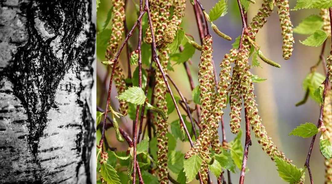 Brotes y hojas de Abedul - Betula Pendula Roth - Aromaterapia Tenerife