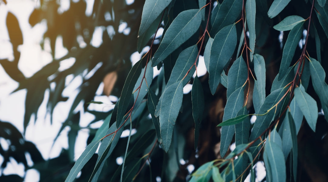 Hojas y Ramitas de Eucalipto - Eucalyptus Globulus - Aceite esencial de Eucalipto - Beneficios - Propiedades - Usos - Para que Sirve - Tienda Aromaterapia Islas Canarias