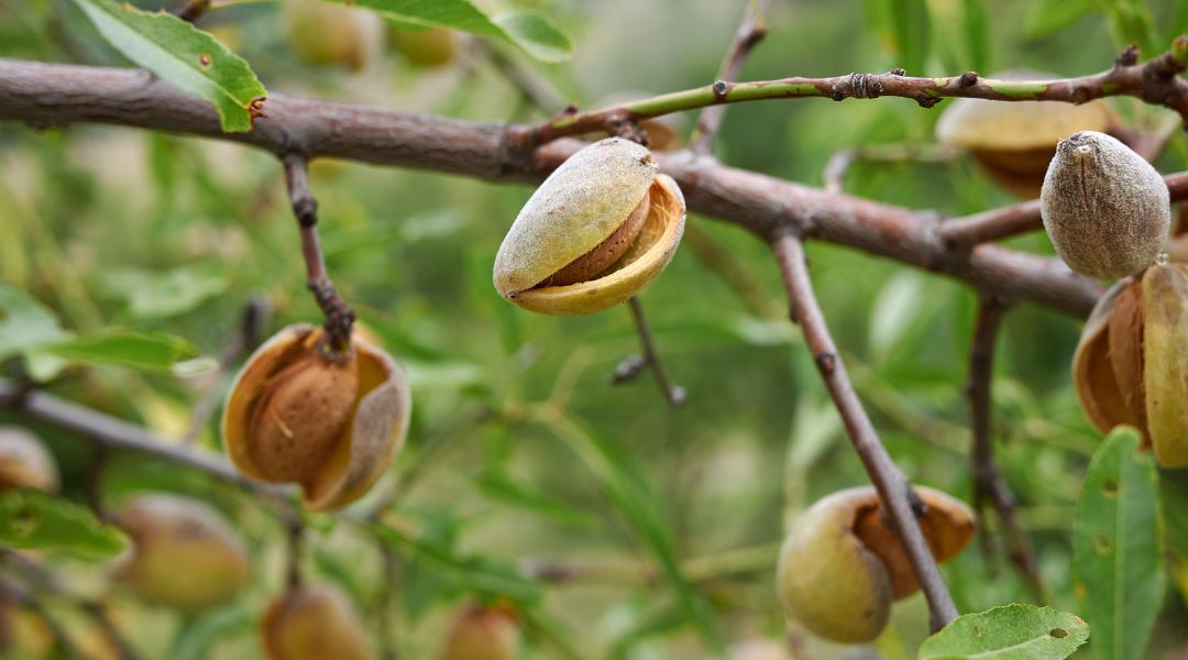 Prunus dulcis - Almendras Aceite Vegetal Puro y Natural de Semillas - para que sirve - usos - Beneficios - Propiedades