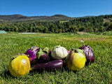 farm grown eggplants over a hillside. travel vermont