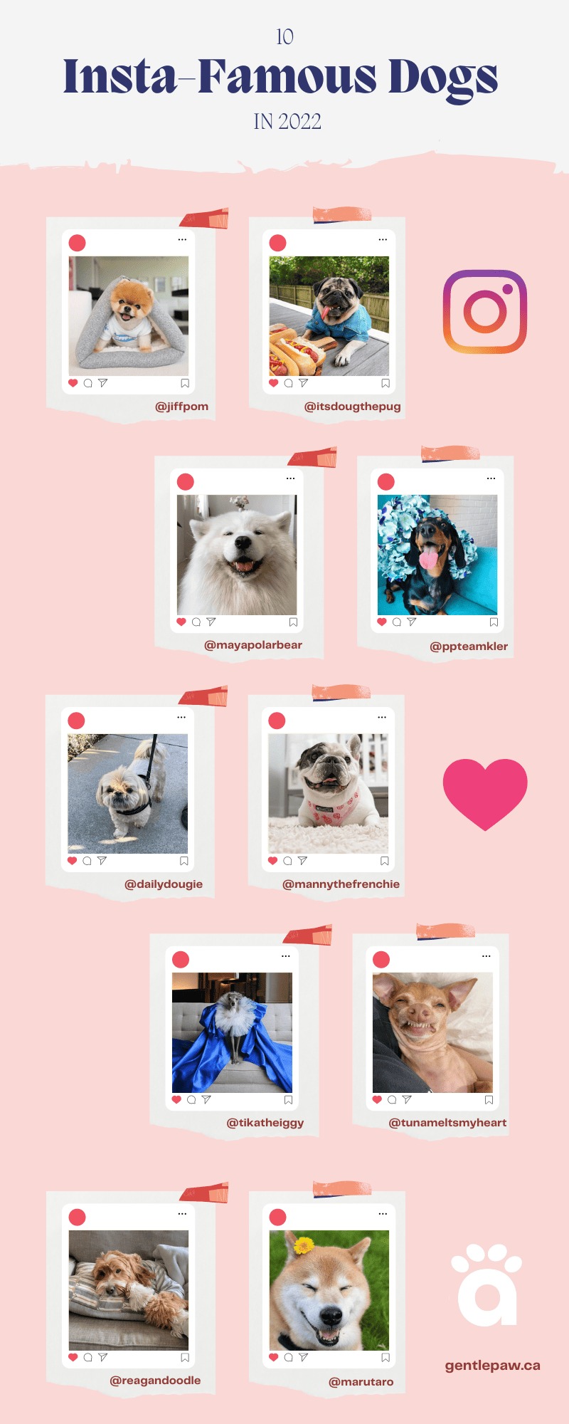10 insta-famous dogs in 2022