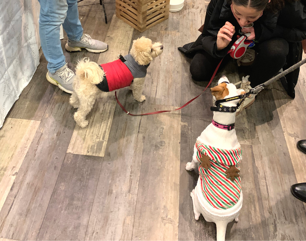 Dog friendly holiday market