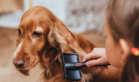 Dog groom brushes