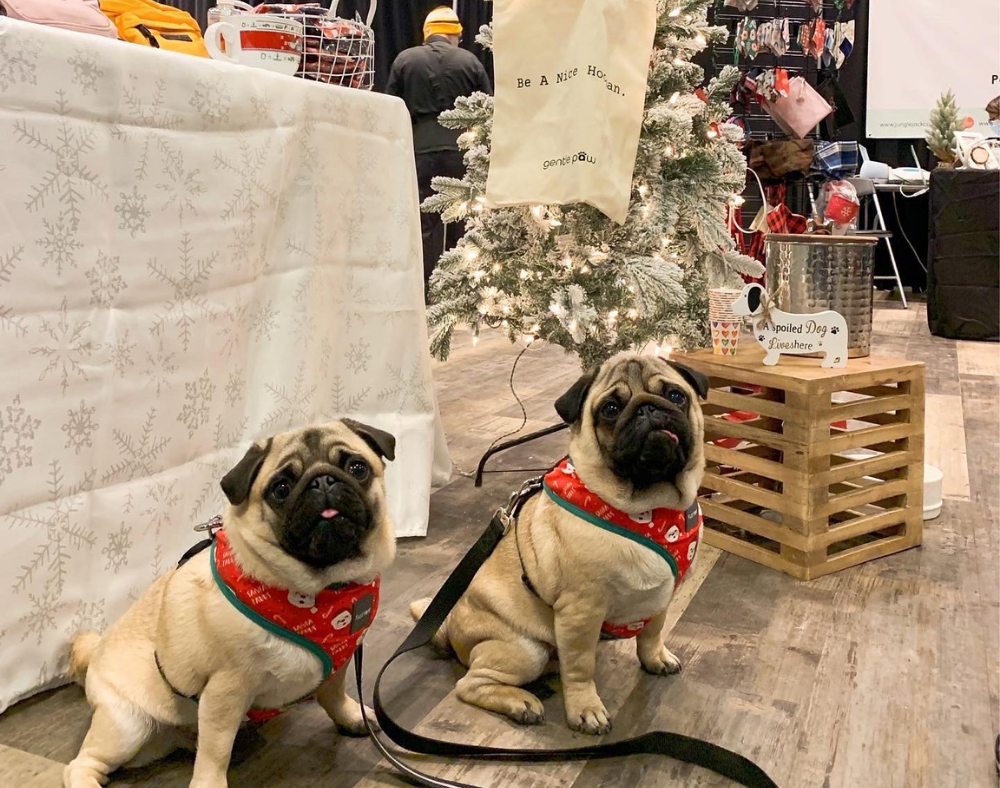 Dog friendly holiday market