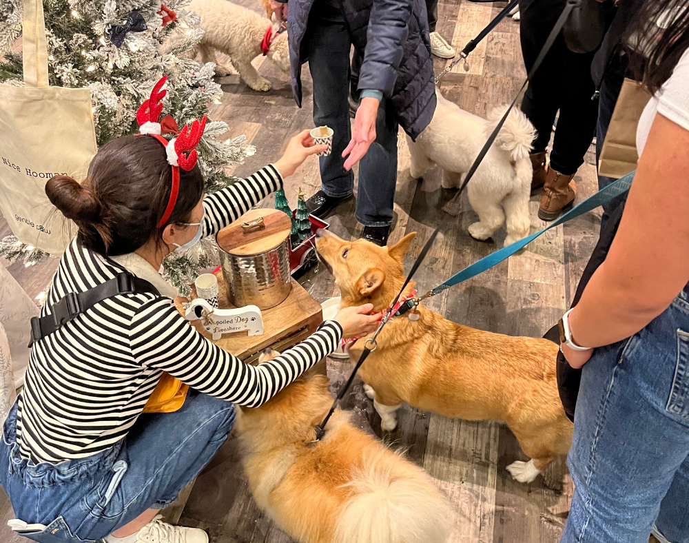 Dog friendly holiday market