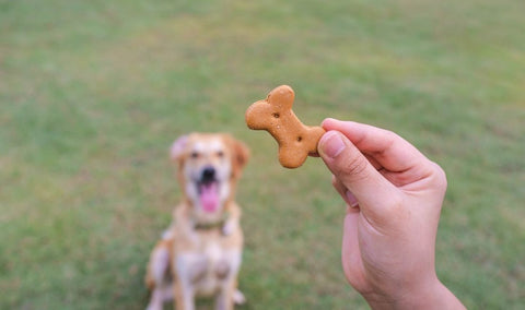 Dog Treats